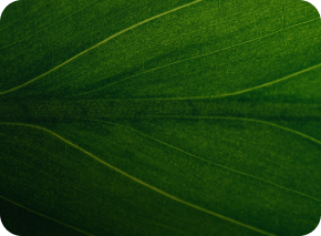 Compressed Bio-Gas